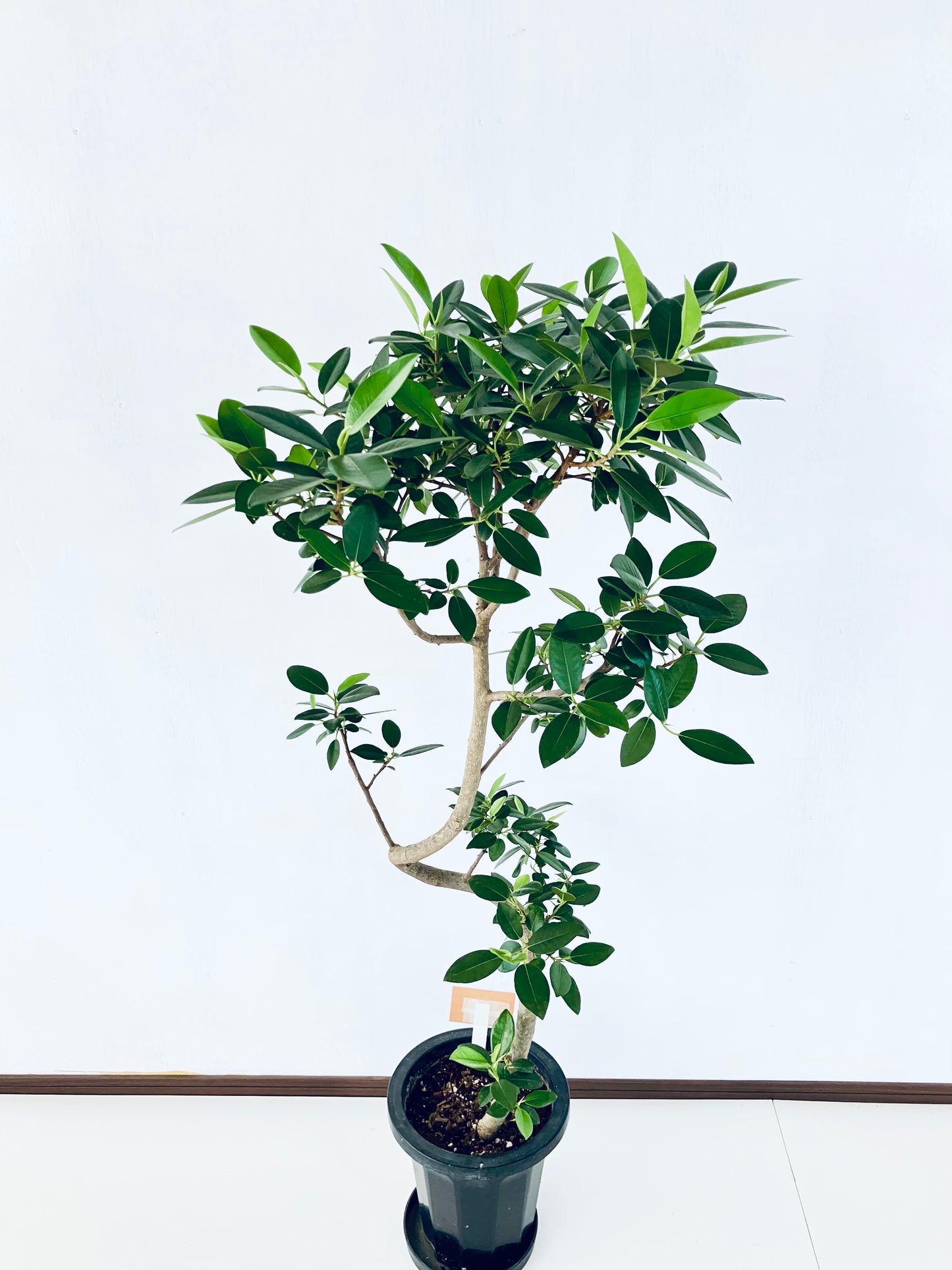 現品商品@2 フランスゴム 8号（高さ：139cm、幅：61cm）