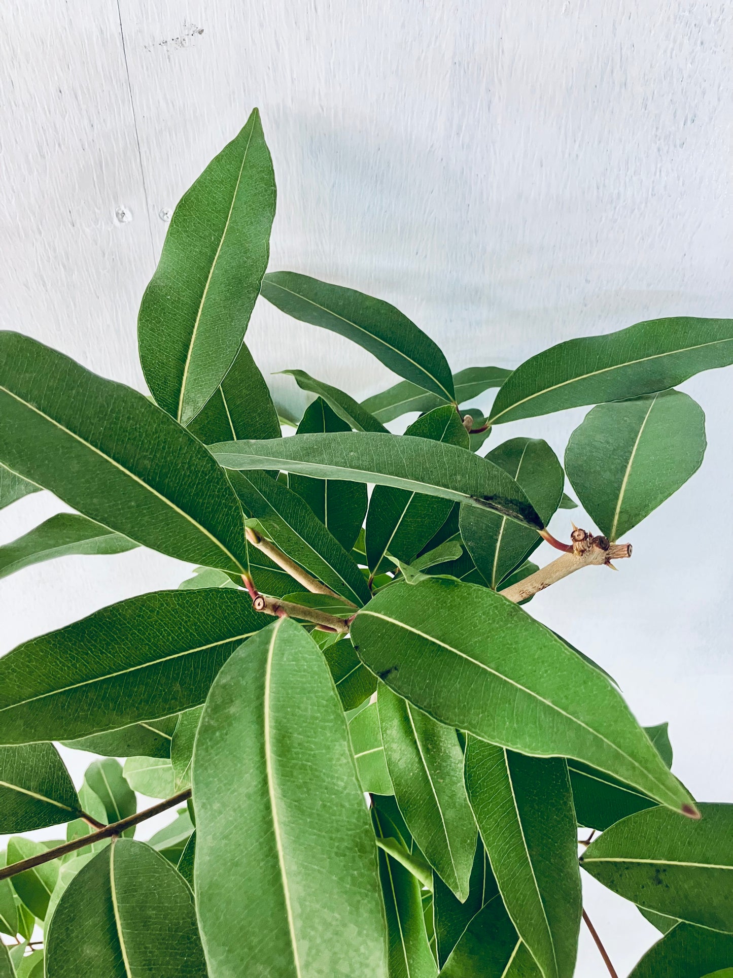 現品商品＠5 アマゾンオリーブ 8号（高さ：150cm、幅：60cm）