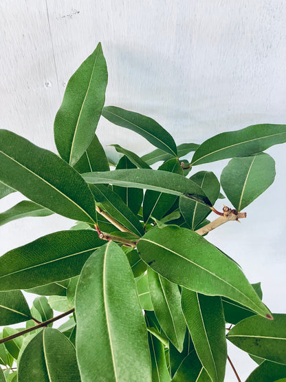 現品商品＠5 アマゾンオリーブ 8号（高さ：150cm、幅：60cm）