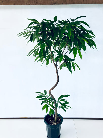 現品商品＠2 アムステルダム 10号（高さ：183cm、幅：100cm）