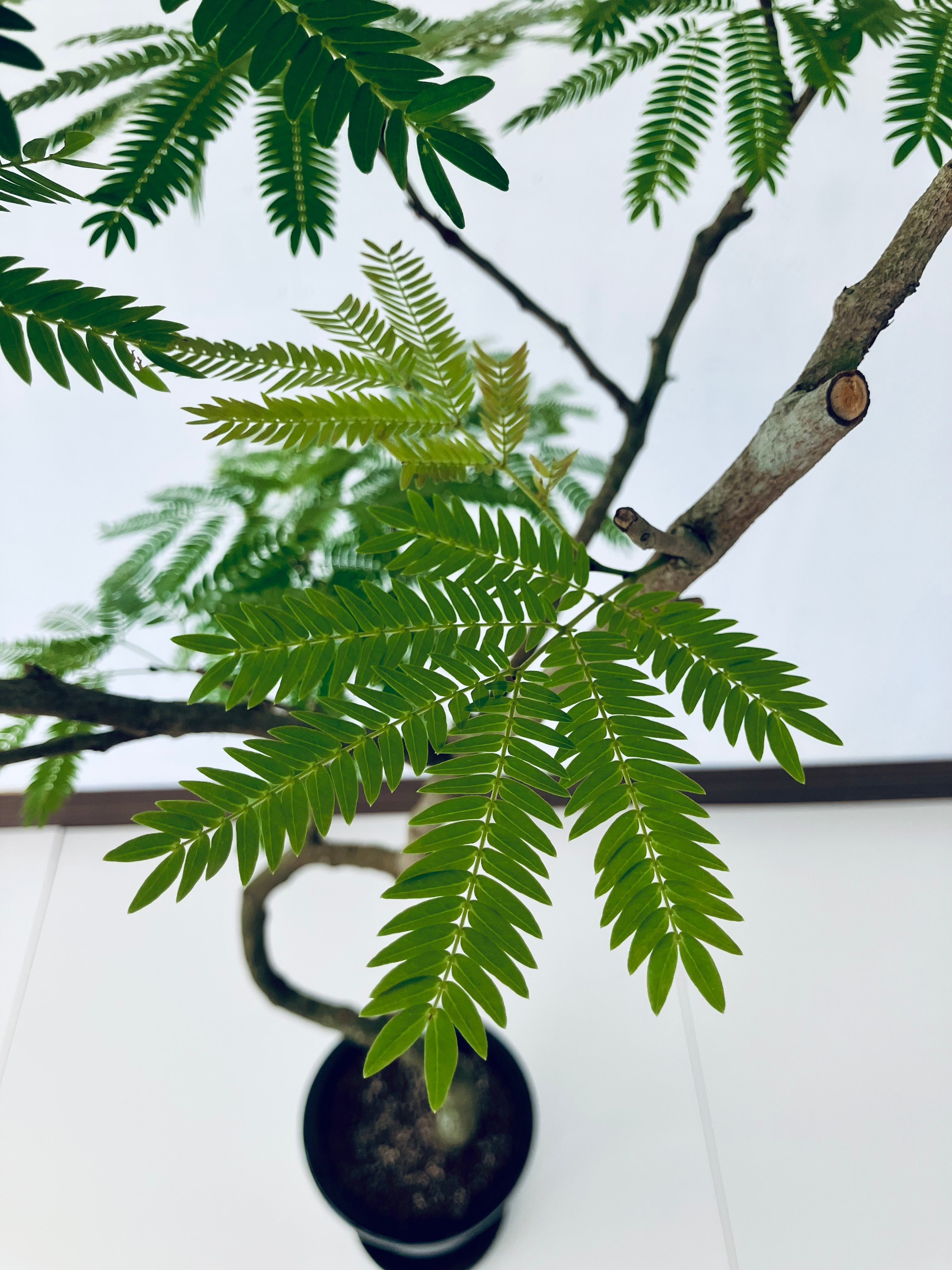エバーフレッシュ 8号の現品商品 | 観葉植物通販AONOKI（あおのき）