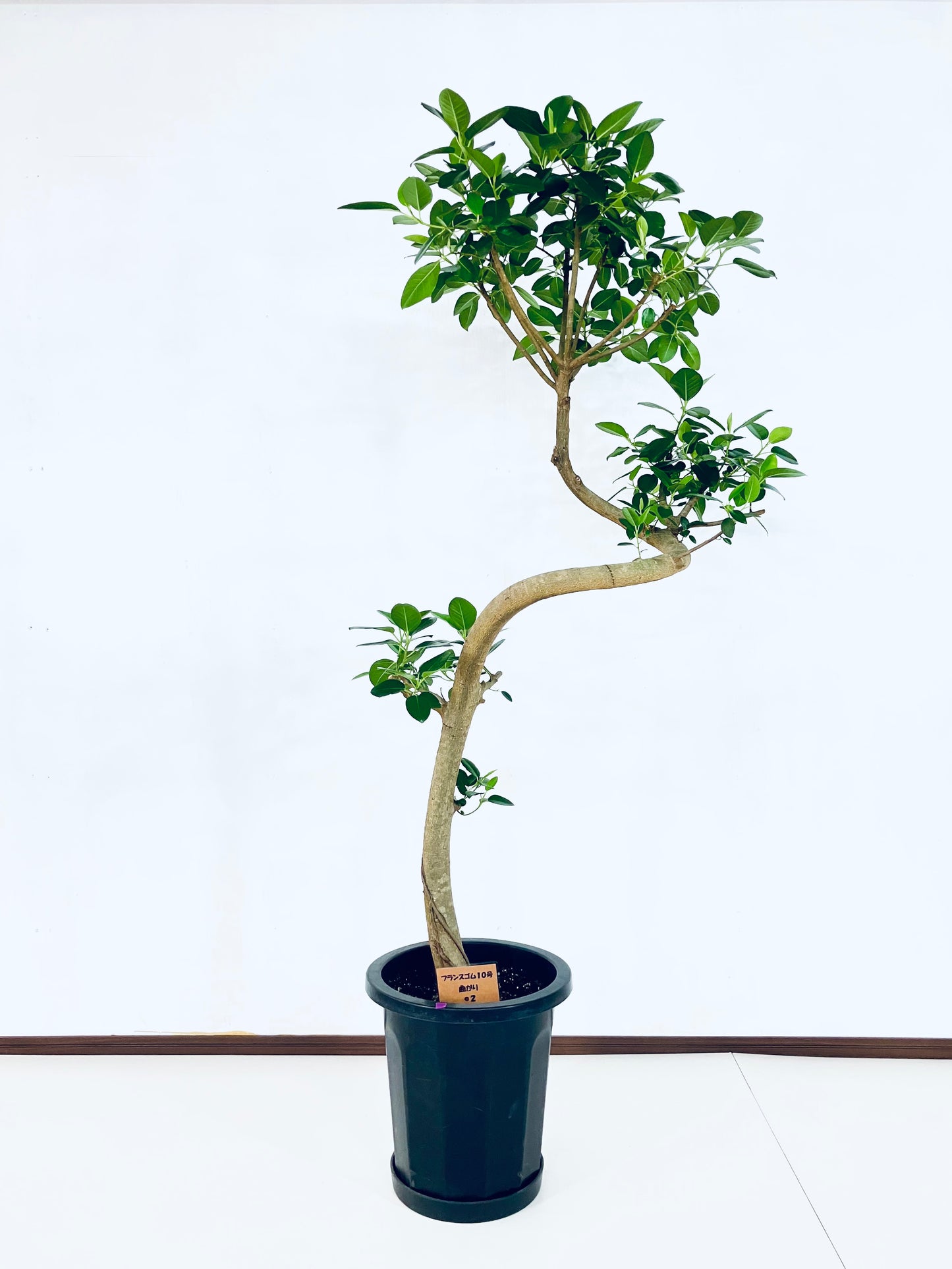 現品商品＠2 フランスゴム 10号（高さ：166cm、幅：80cm）