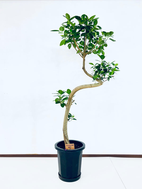 現品商品＠2 フランスゴム 10号（高さ：166cm、幅：80cm）