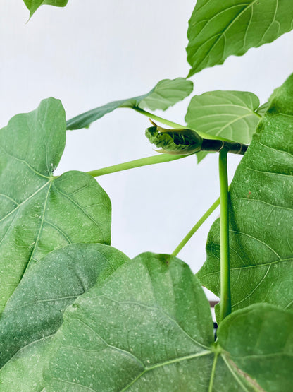 現品商品＠10 ウンベラータ 8号（高さ：120cm、幅：60cm）