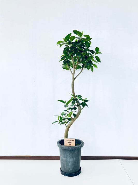 現品商品@4 フランスゴム 8号（高さ：125cm、幅：47cm）