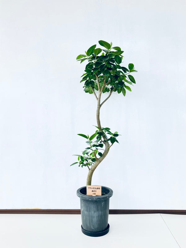 現品商品@4 フランスゴム 8号（高さ：125cm、幅：47cm）