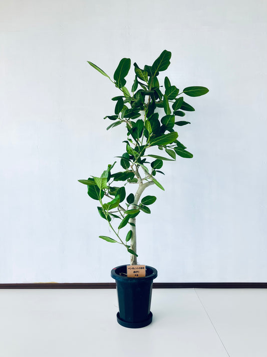 現品商品＠6 ベンガレンシス 8号（高さ：142cm、幅：78cm）