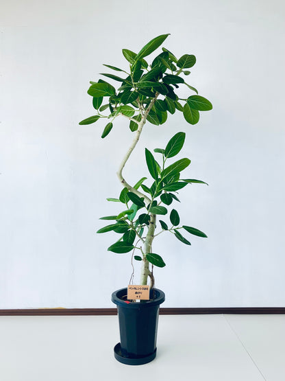 現品商品＠1 ベンガレンシス 8号（高さ：143cm、幅：80cm）