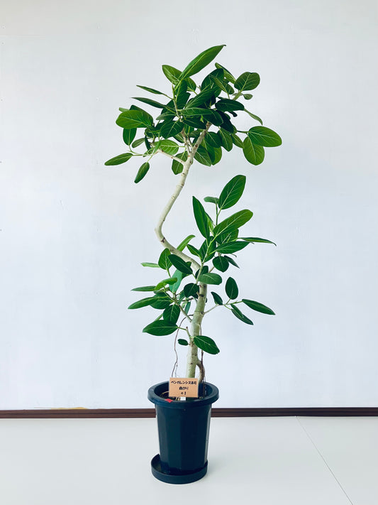 現品商品＠1 ベンガレンシス 8号（高さ：143cm、幅：80cm）