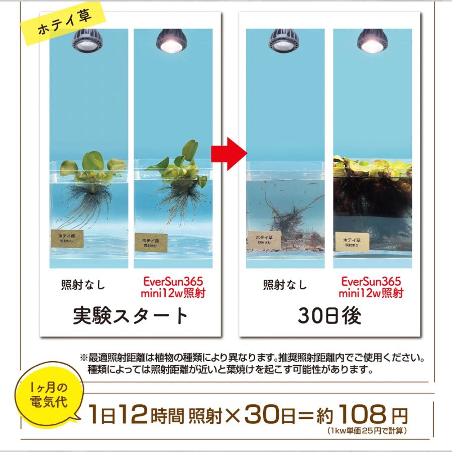 ゼンスイ EverSun365 12W 植物育成用ライト – AoNoKi