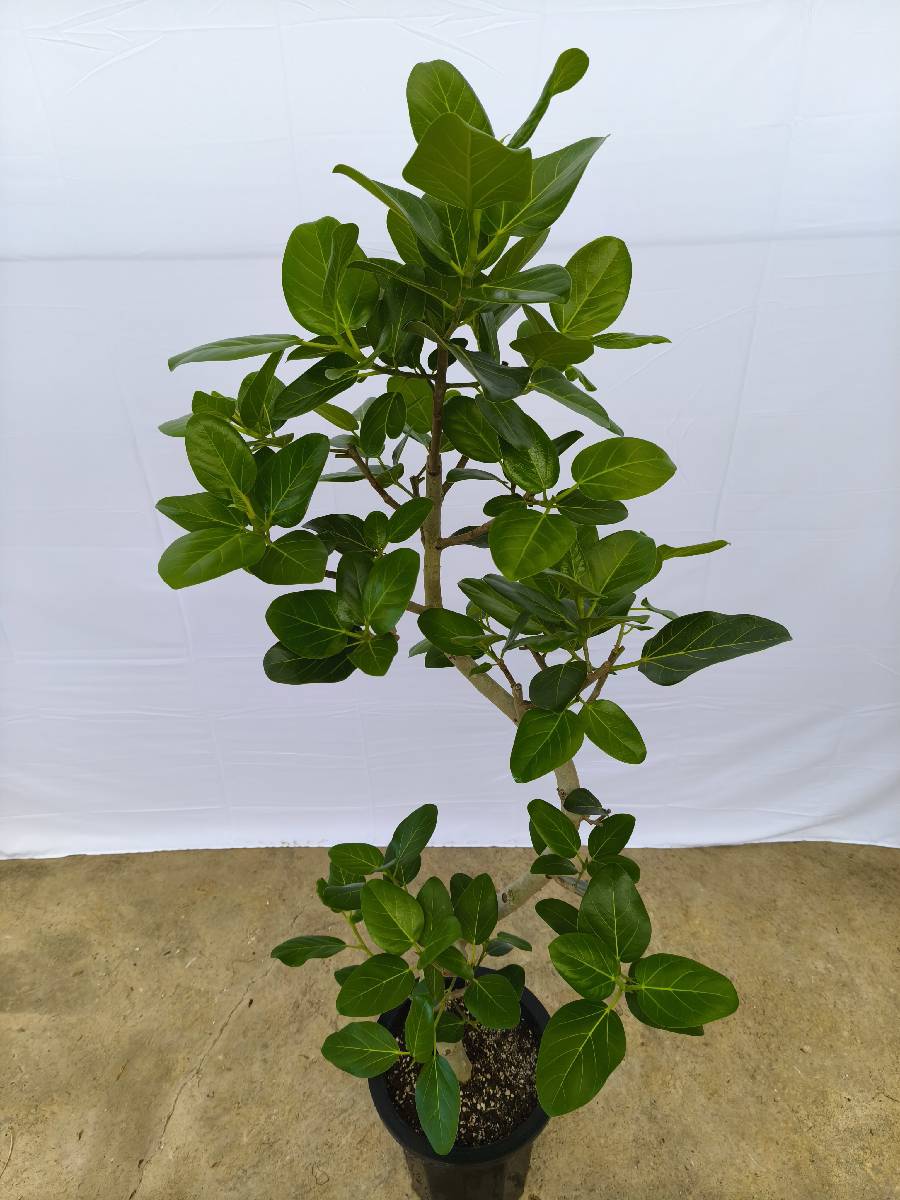 現品商品@11 ベンガレンシス 10号（高さ：170cm、幅：75cm）