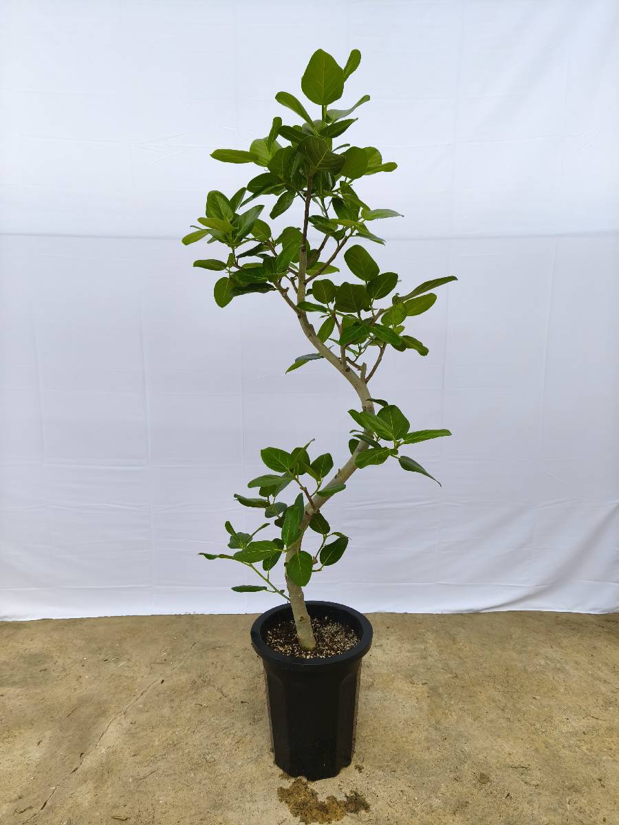 ベンガレンシスの通販 | 観葉植物の通販はAONOKI（あおのき）