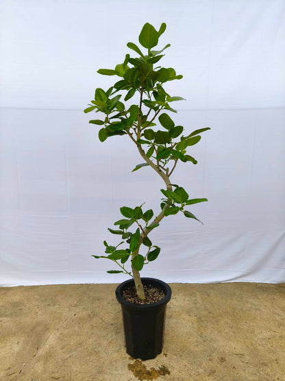 現品商品@11 ベンガレンシス 10号（高さ：170cm、幅：75cm）