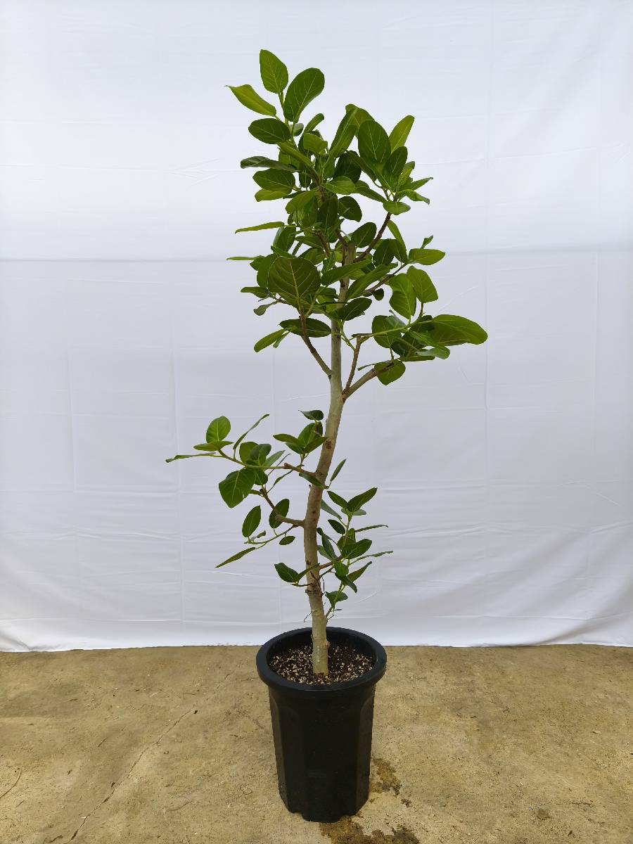 現品商品@11 ベンガレンシス 10号（高さ：170cm、幅：75cm）