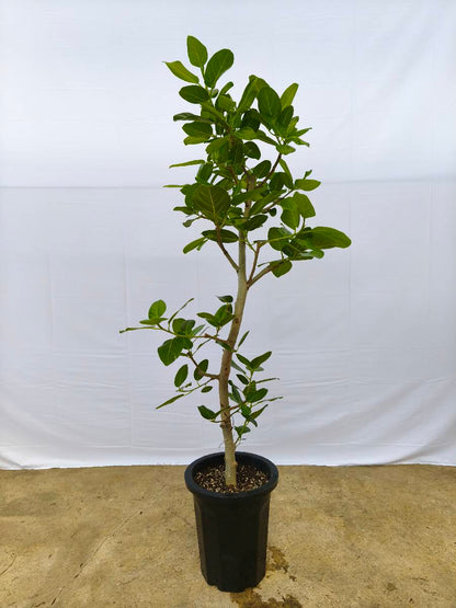 現品商品@11 ベンガレンシス 10号（高さ：170cm、幅：75cm）