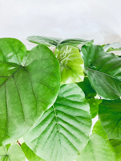 現品商品＠4 ウンベラータ 10号（高さ：183cm、幅：85cm）