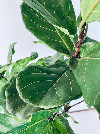 現品商品＠2 カシワバゴム 10号（高さ：190cm、幅：93cm）