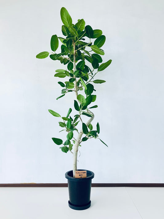 現品商品＠4 ベンガレンシス 8号（高さ：162cm、幅：73cm）