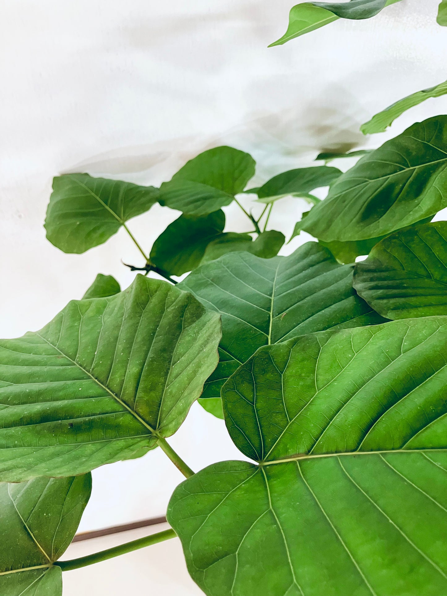 現品商品＠8 ウンベラータ 8号（高さ：156cm、幅：84cm）