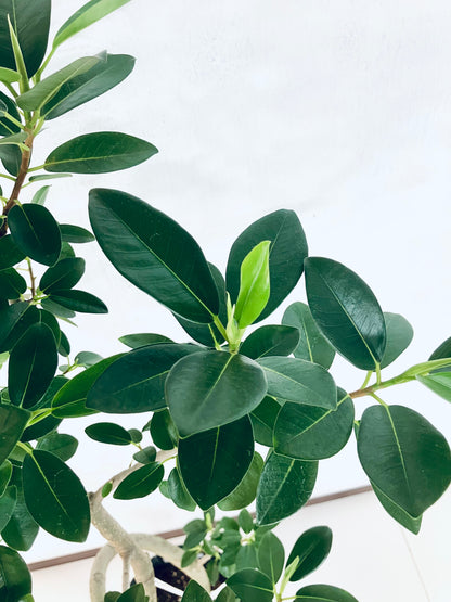 現品商品@8 フランスゴム 8号（高さ：130cm、幅：50cm）