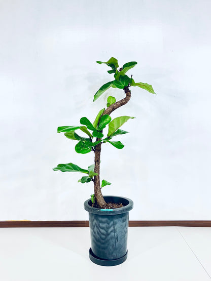 【Unique Form】カシワバゴム 8号（高さ：102cm、幅：48cm）#8