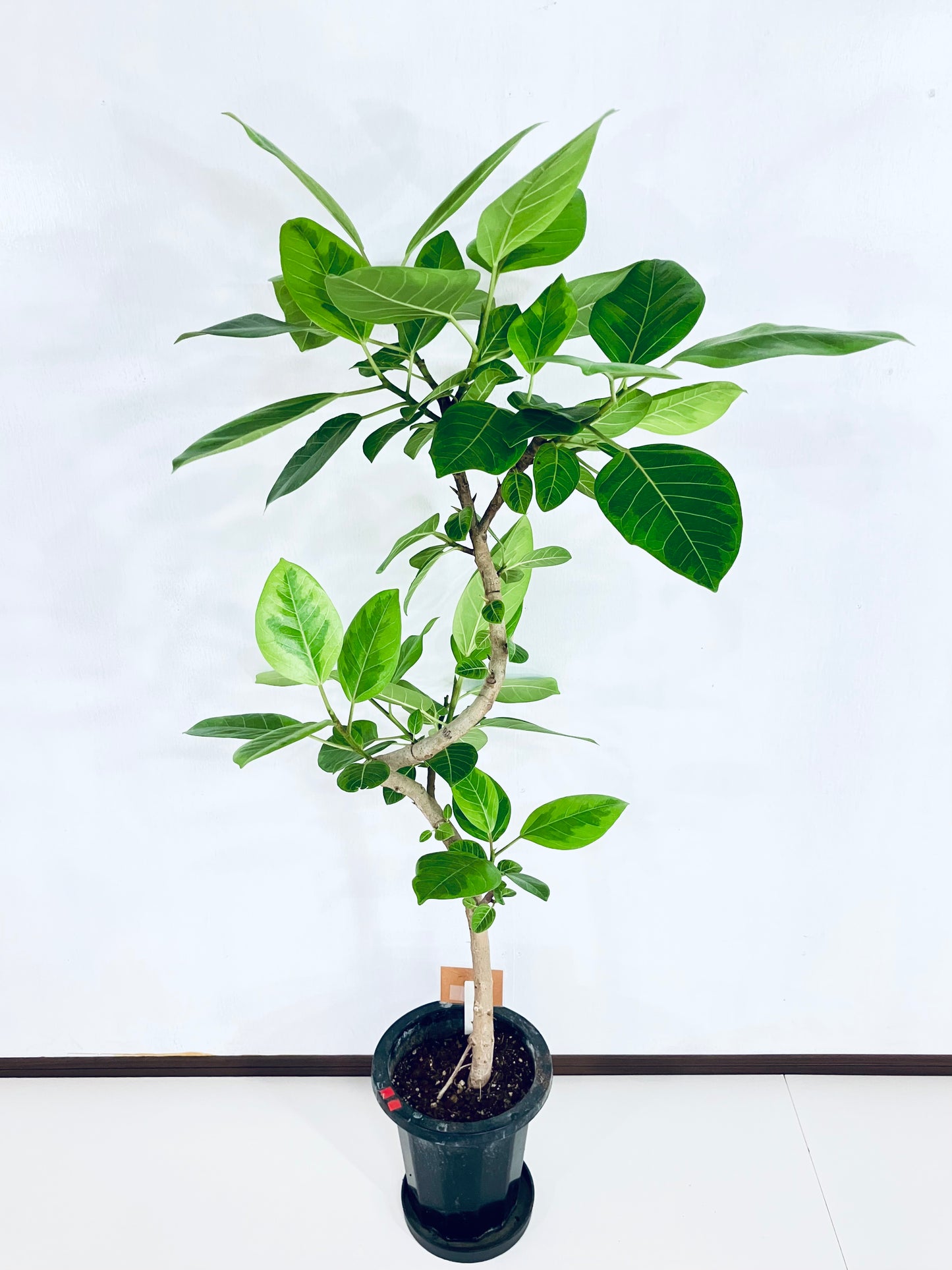 現品商品＠6 アルテシマ 8号（高さ：144cm、幅：76cm）