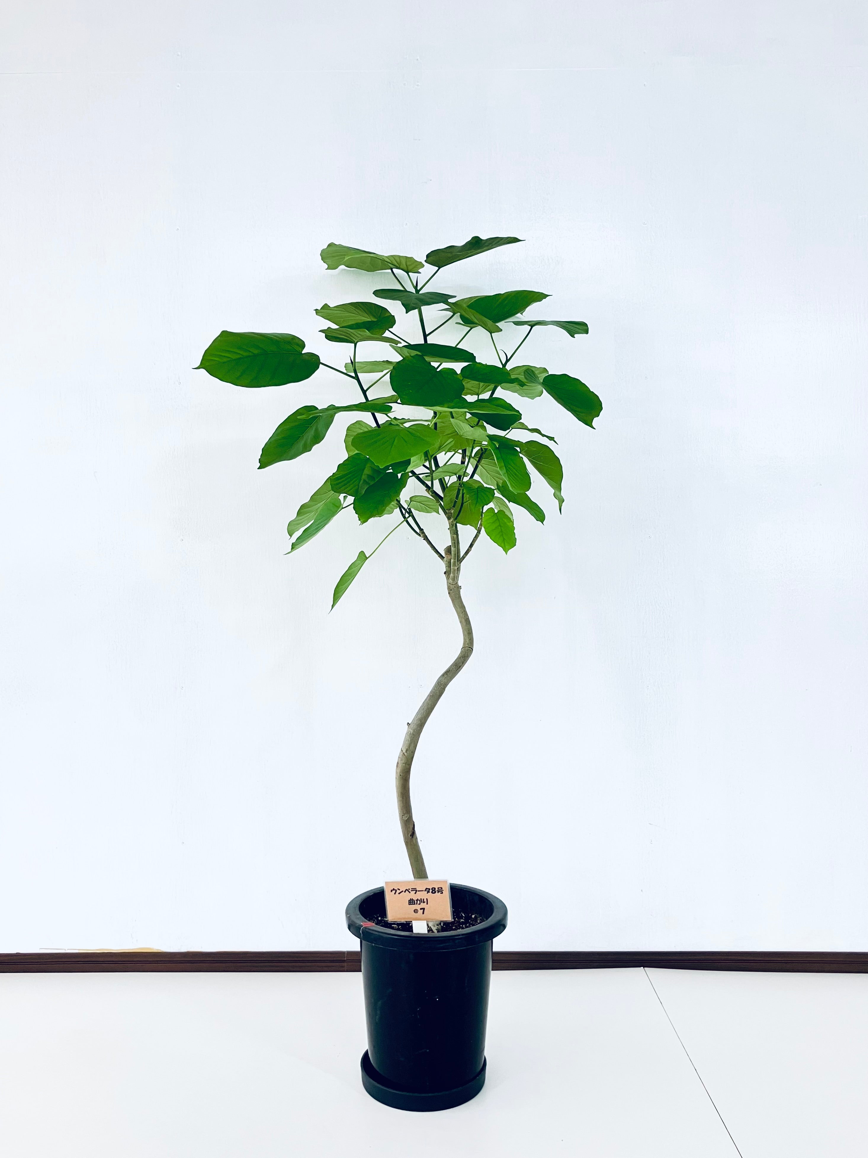 フィカス ウンベラータ 142cm８号 フィカス・ウンベラータ 8号の通販 | 観葉植物通販AONOKI（あおのき）