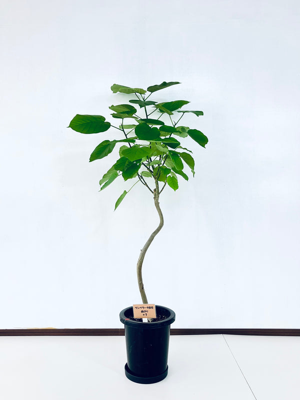 現品商品@7 ウンベラータ 8号 曲がりМ(高さ:135cm、幅:76cm)