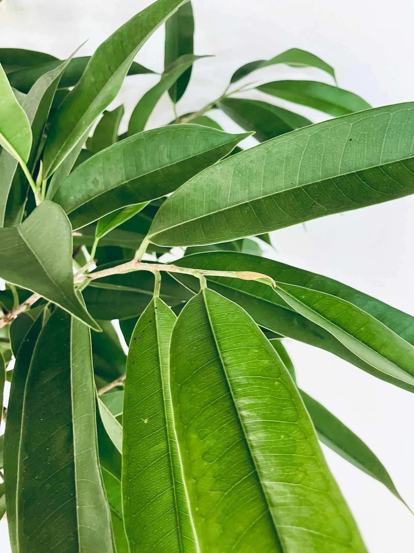 現品商品＠2 アムステルダム 10号（高さ：180cm、幅：85cm）