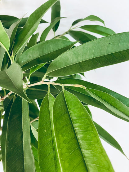 現品商品＠2 アムステルダム 10号（高さ：180cm、幅：85cm）