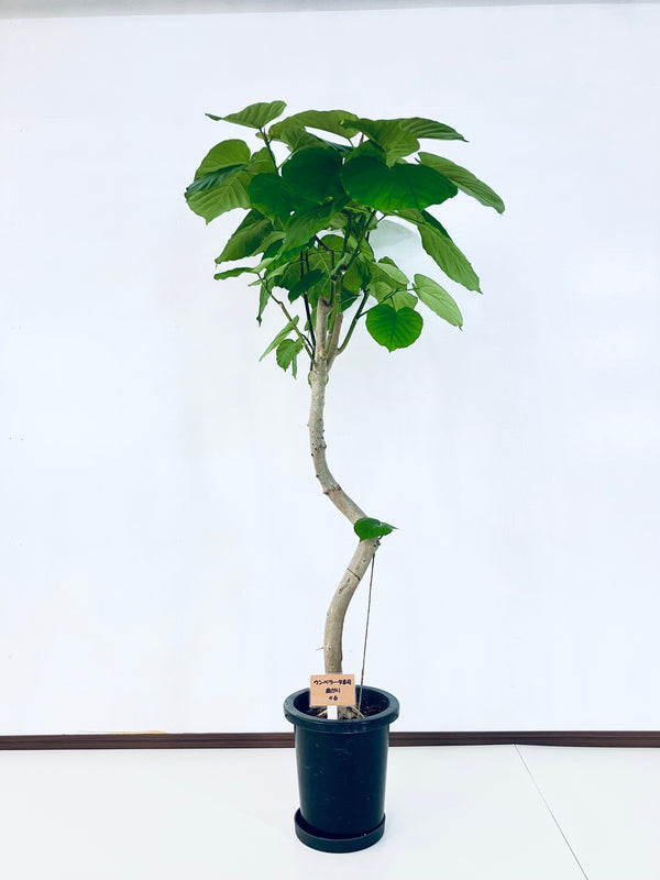 現品商品＠6 ウンベラータ 8号（高さ：158cm、幅：90cm）