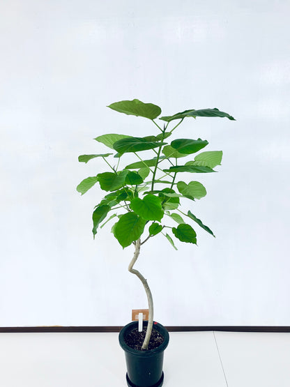 現品商品＠7 ウンベラータ 8号 曲がりМ（高さ：135cm、幅：76cm）