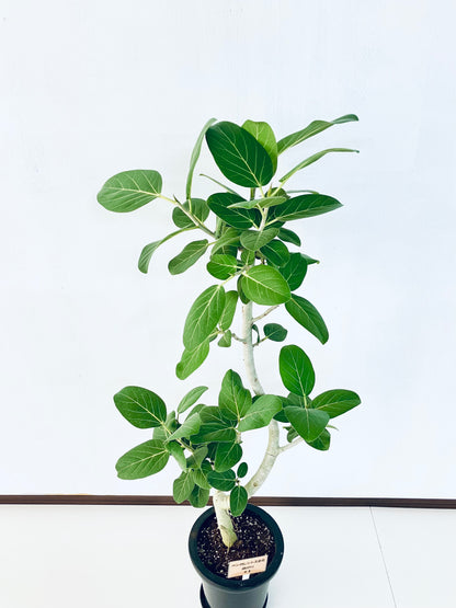 現品商品＠1 ベンガレンシス 8号（高さ：131cm、幅：57cm）