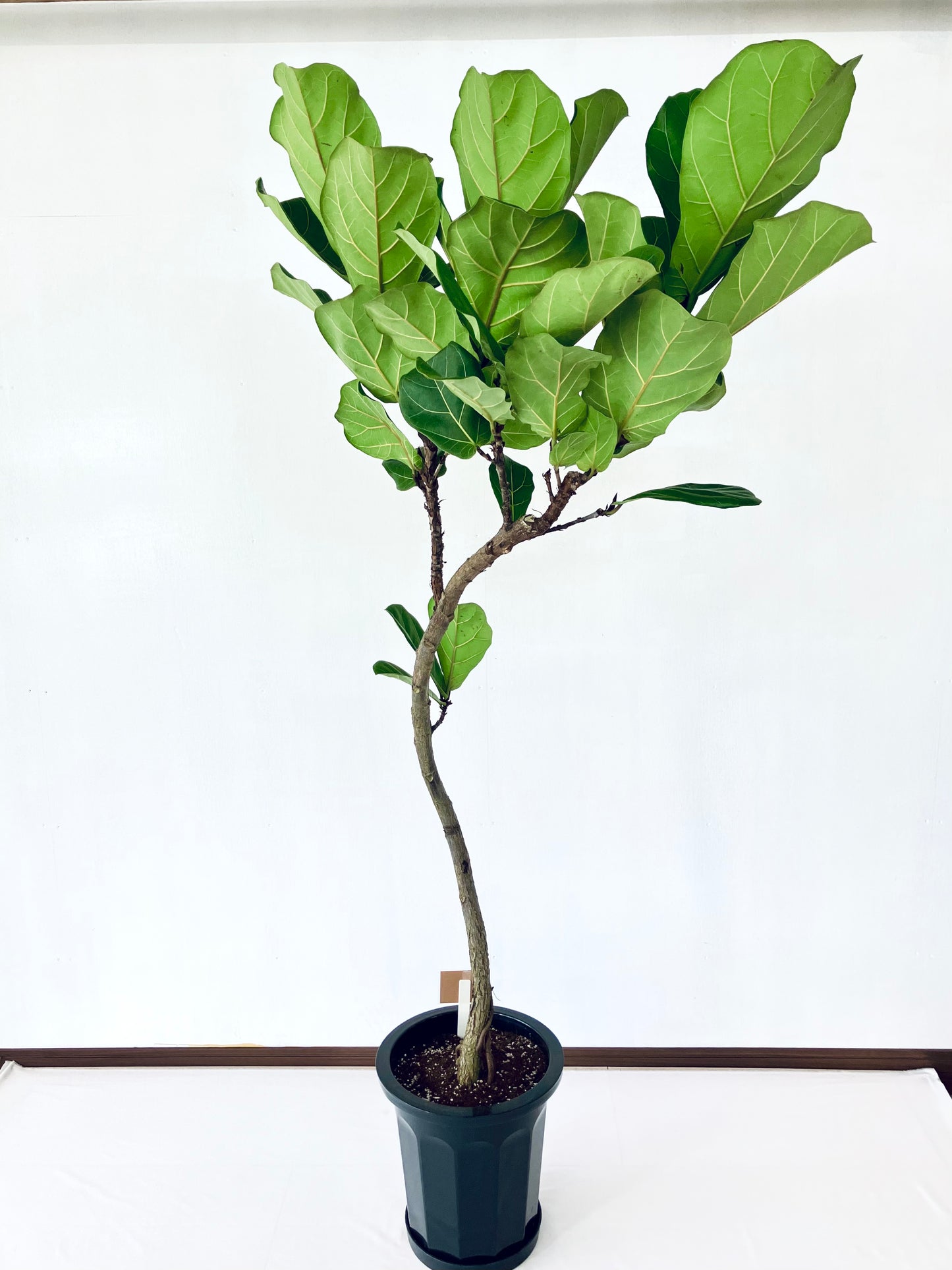 現品商品＠1 カシワバゴム 10号（高さ：177cm、幅：80cm）