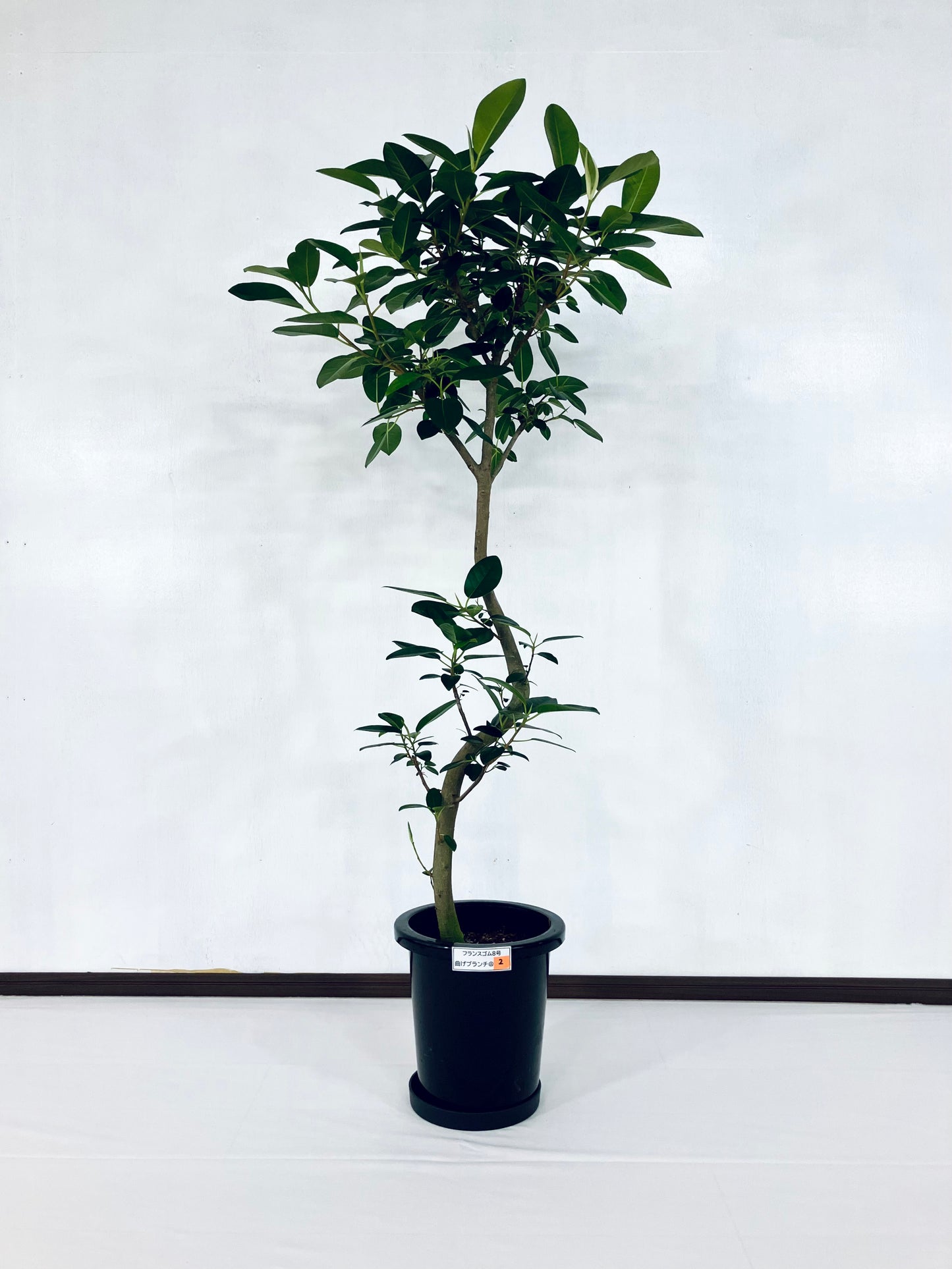 現品商品@2 フランスゴム 8号　曲げブランチ（高さ：143cm、幅：70cm）