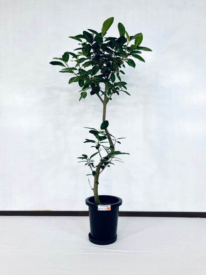 現品商品@2 フランスゴム 8号　曲げブランチ（高さ：143cm、幅：70cm）