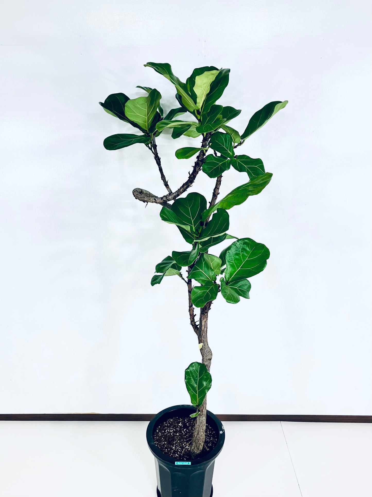 【Unique Form】カシワバゴム 10号（高さ：166cm、幅：70cm）#3