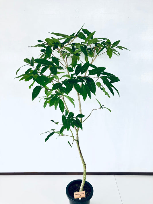 現品商品＠4 アマゾンオリーブ 8号（高さ：164cm、幅：90cm）