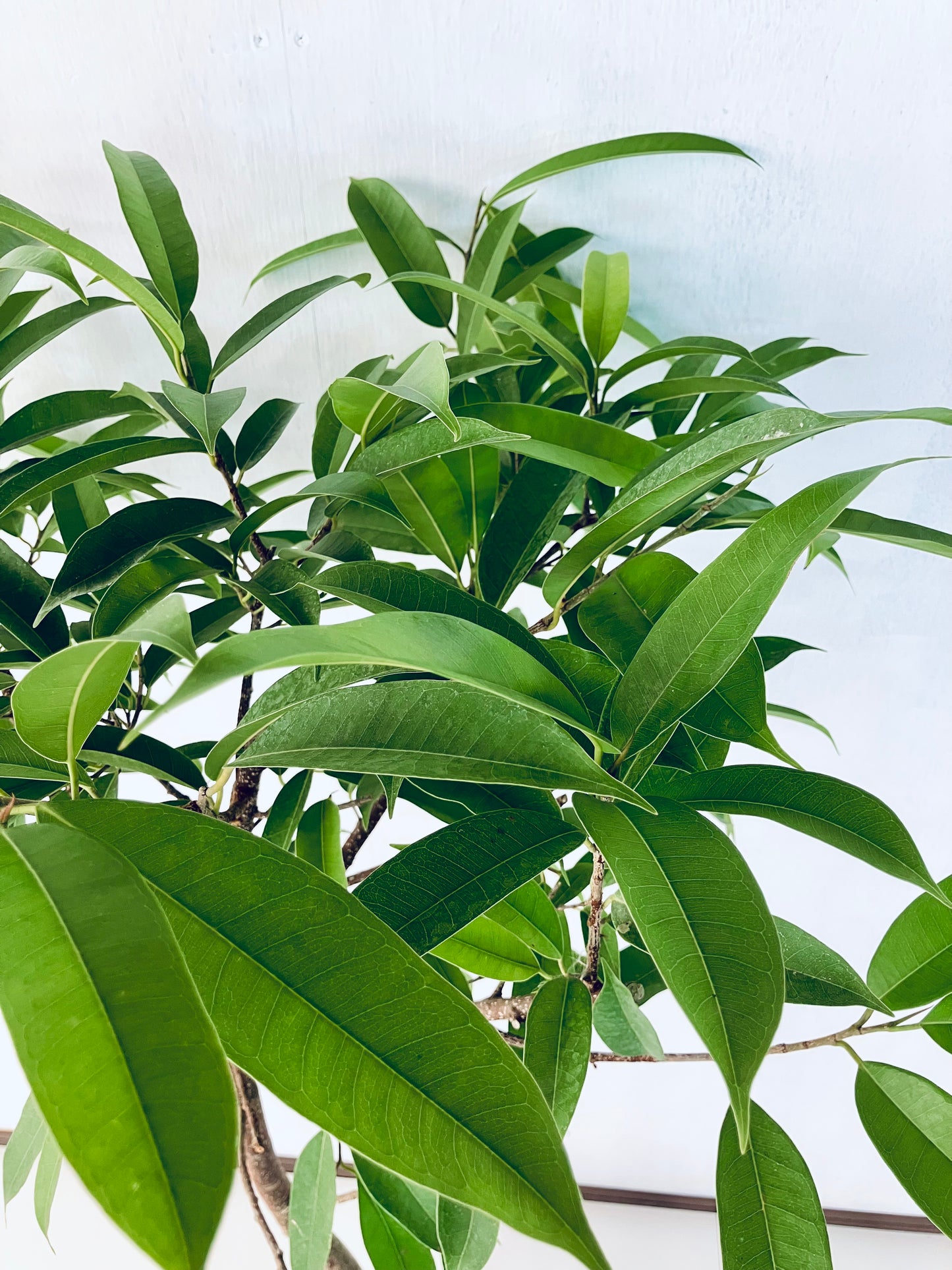 現品商品＠3 アムステルダム 8号（高さ：156cm、幅：87cm）