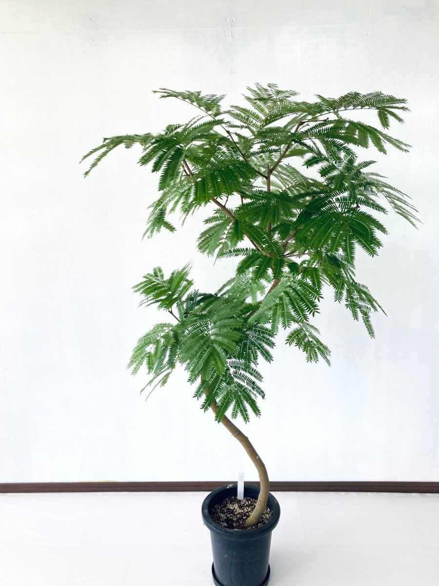 エバーフレッシュ 8号の現品商品 | 観葉植物通販AoNoKi（あおのき）