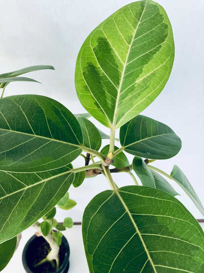 現品商品＠4 アルテシマ 8号 曲がり（高さ：146cm、幅：85cm）