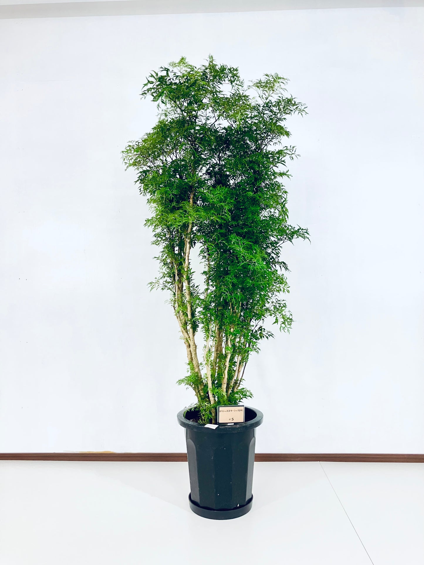現品商品@5 ポリシャス・スターシャ 10号（高さ：158cm、幅：77cm）