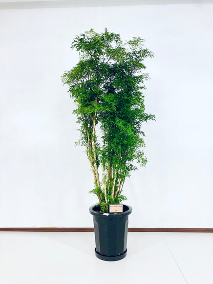 現品商品@5 ポリシャス・スターシャ 10号（高さ：158cm、幅：77cm）