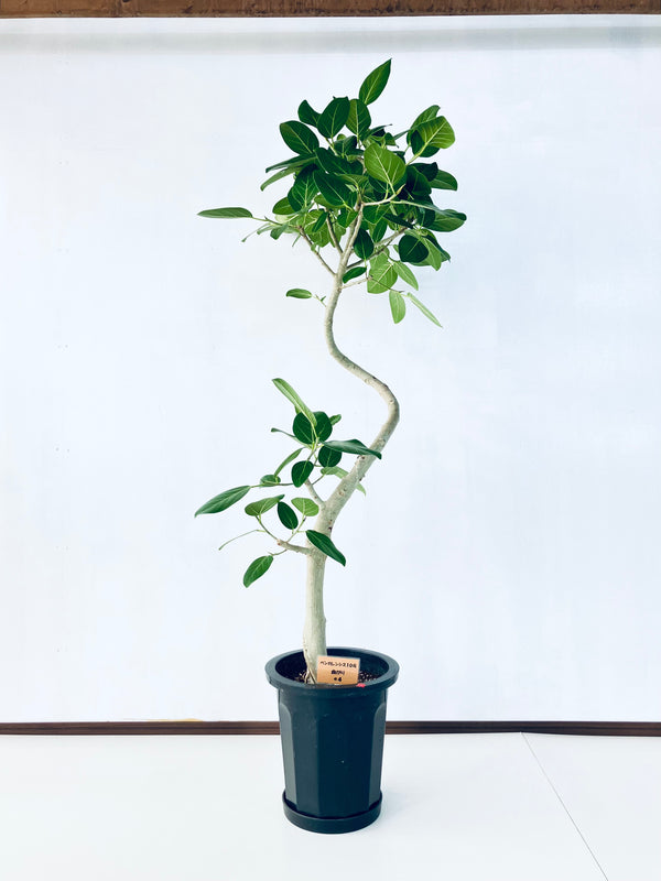 現品商品@4 ベンガレンシス 10号（高さ：179cm、幅：80cm）