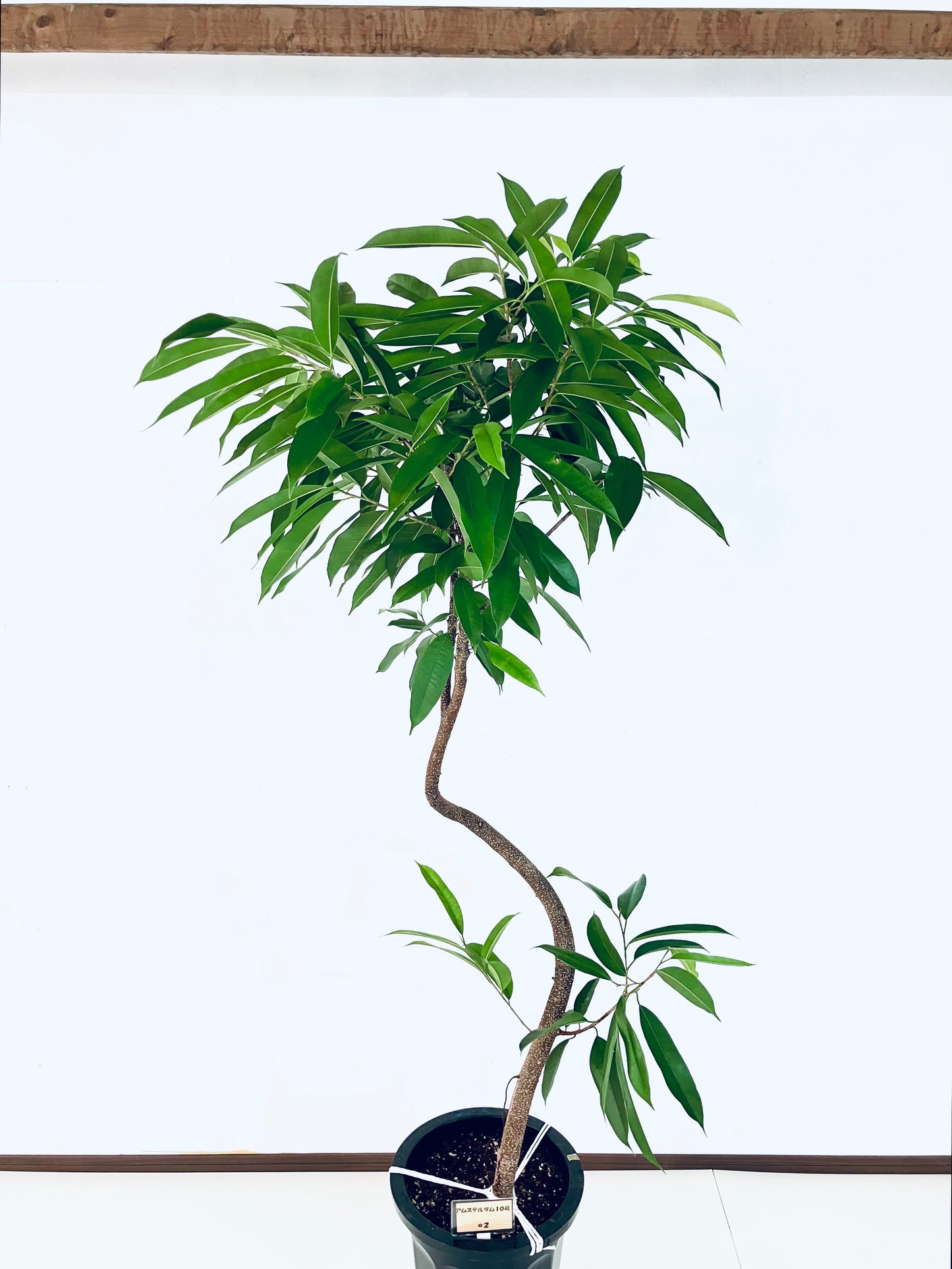 現品商品＠2 アムステルダム 10号（高さ：180cm、幅：85cm）