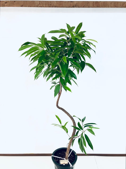 現品商品＠2 アムステルダム 10号（高さ：180cm、幅：85cm）