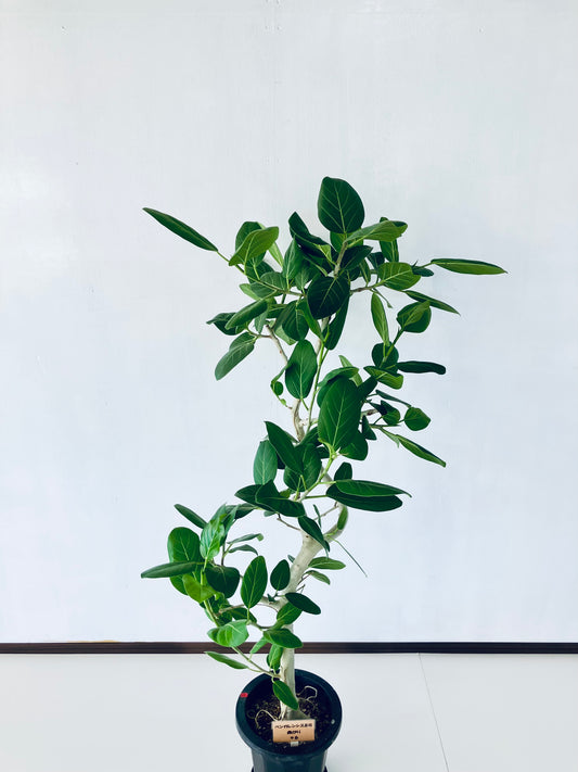 現品商品＠6 ベンガレンシス 8号（高さ：142cm、幅：78cm）