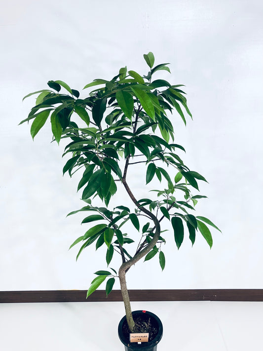 現品商品＠4 アムステルダム 8号（高さ：162cm、幅：90cm）