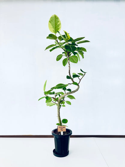 現品商品＠6 アルテシマ 8号（高さ：157cm、幅：85cm）