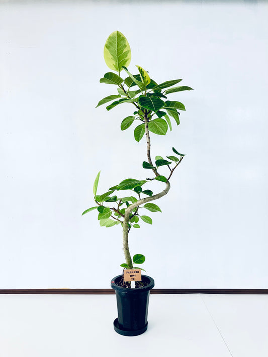 現品商品＠6 アルテシマ 8号（高さ：157cm、幅：85cm）